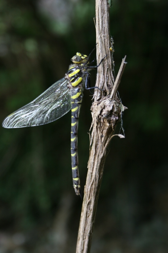 Cordulegaster boltonii